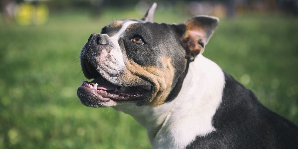 Olde English Bulldogge / Old English Bulldog / OEB Hund